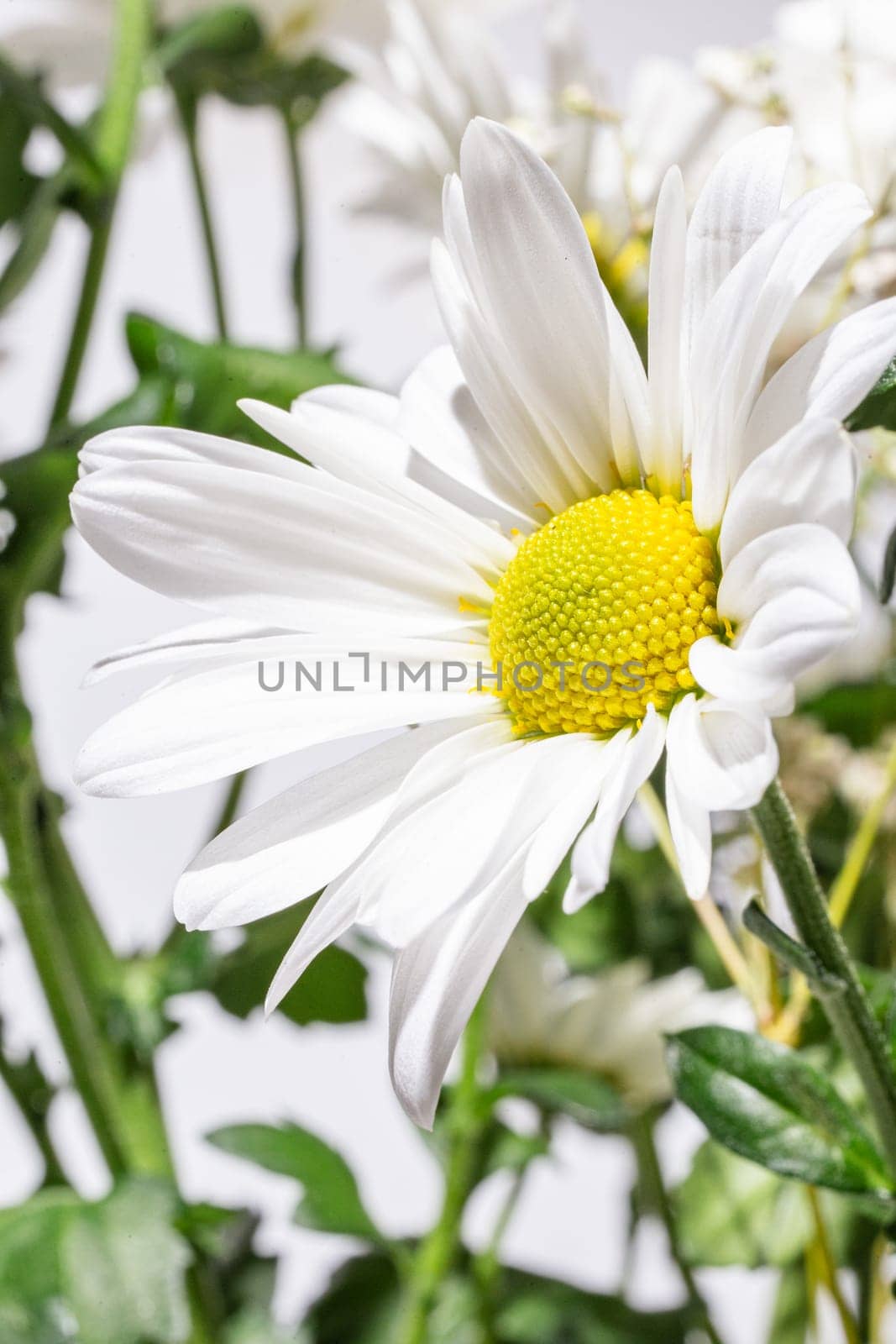 White daisy flower isolated on a white background. by Pukhovskiy