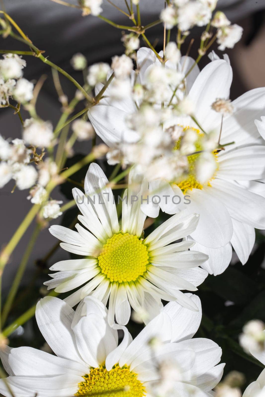 a bouquet of white chrysanthemums with yellow centers in full bloom..