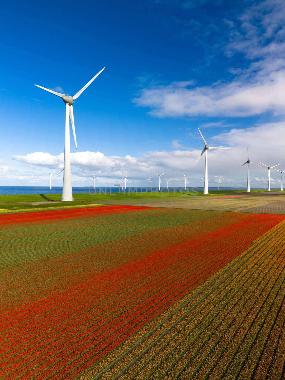 windmill park with spring flowers and a blue sky, windmill park in the Netherlands aerial view with wind turbine and tulip flower field Flevoland Netherlands,carbon neutral, energy transition