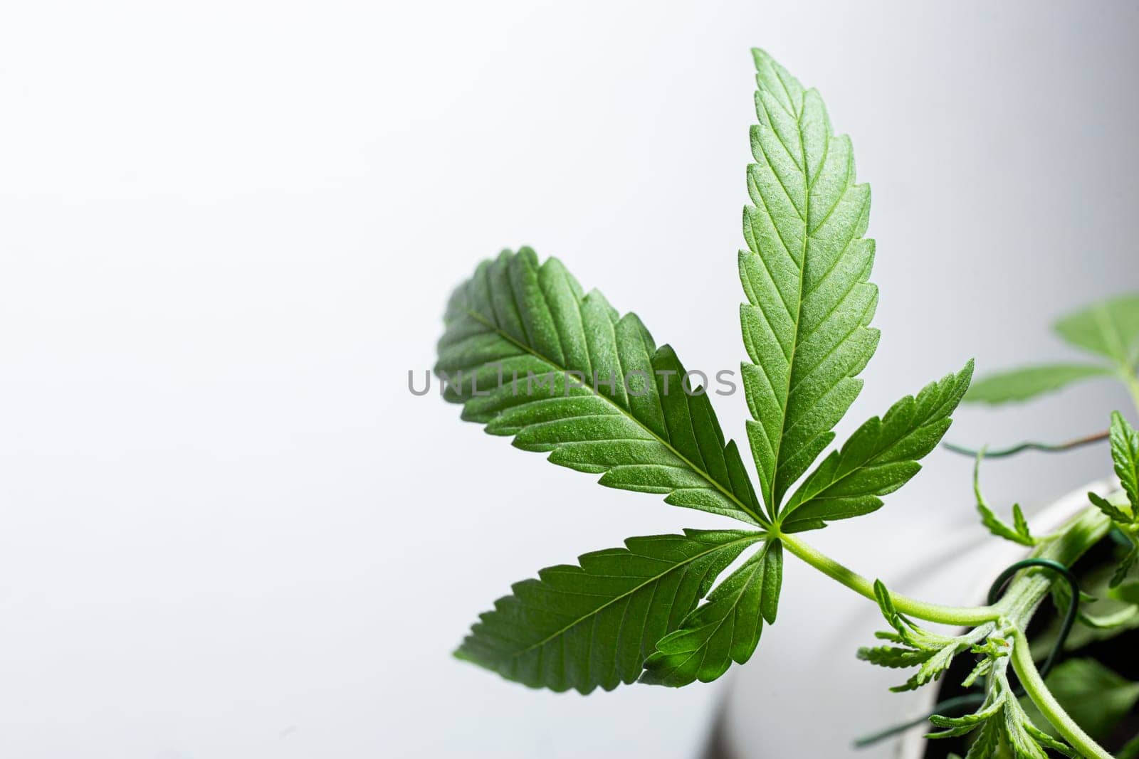 Fresh green cannabis leaf close up on white background by Pukhovskiy