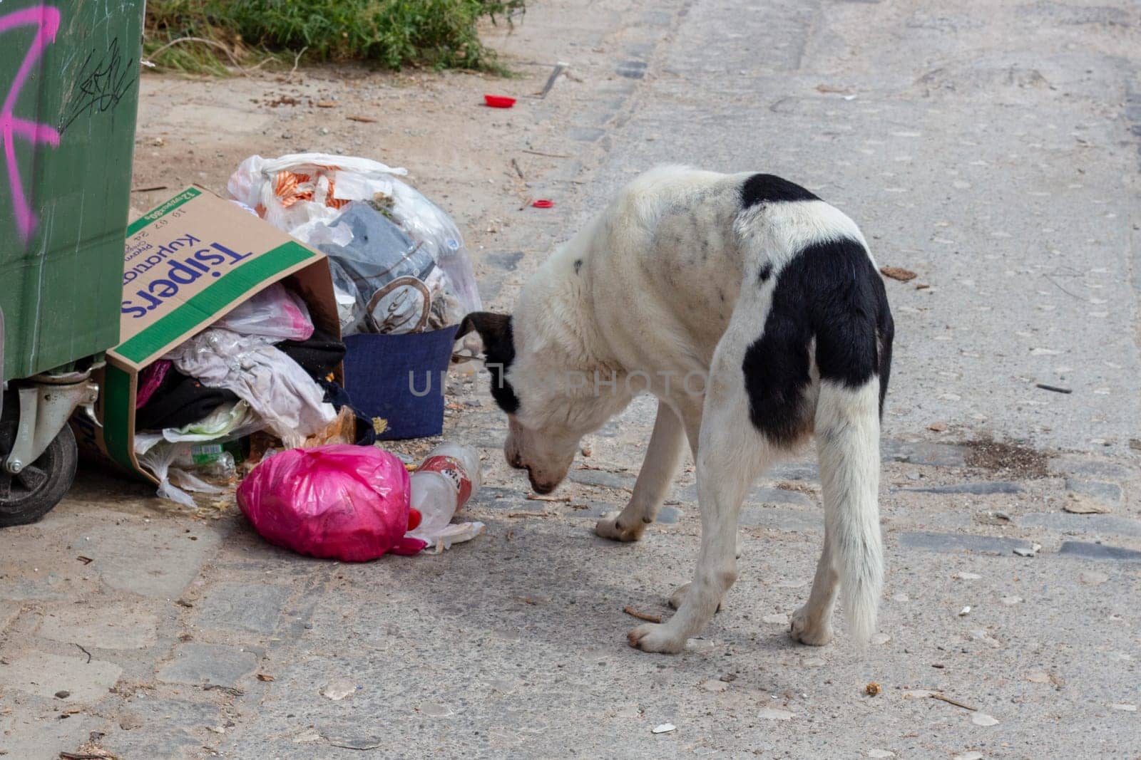 Resilience and Compassion in the Urban Jungle: Stray Dog Seeking Food Beside Trash Bin, Sheltered Cat Finding Solace - Animal Welfare Amidst Adversity by DakotaBOldeman