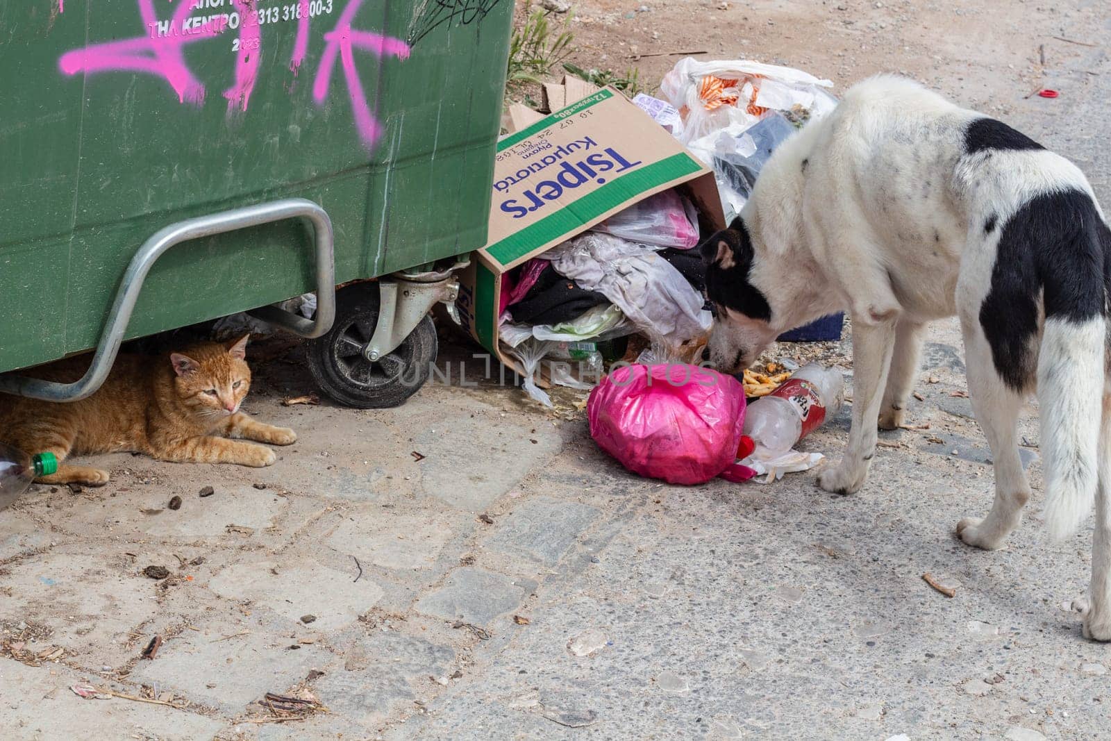 Resilience and Compassion in the Urban Jungle: Stray Dog Seeking Food Beside Trash Bin, Sheltered Cat Finding Solace - Animal Welfare Amidst Adversity by DakotaBOldeman