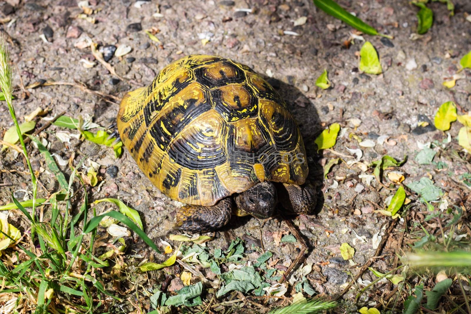 Witness the serene presence of a tortoise, gracefully embodying its natural habitat with timeless elegance and tranquil majesty, symbolizing serenity and the ongoing efforts in wildlife conservation