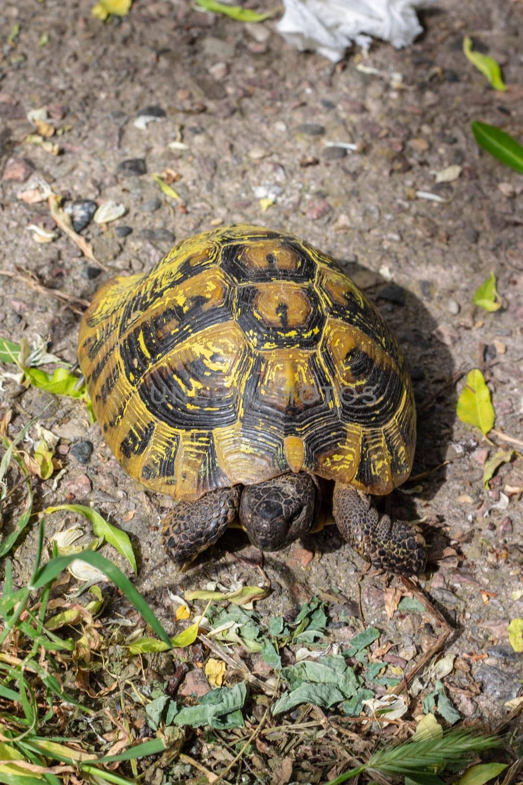 Tranquil Tortoise: Majestic Beauty in Natural Habitat Symbol of Serenity and Conservation Efforts by DakotaBOldeman