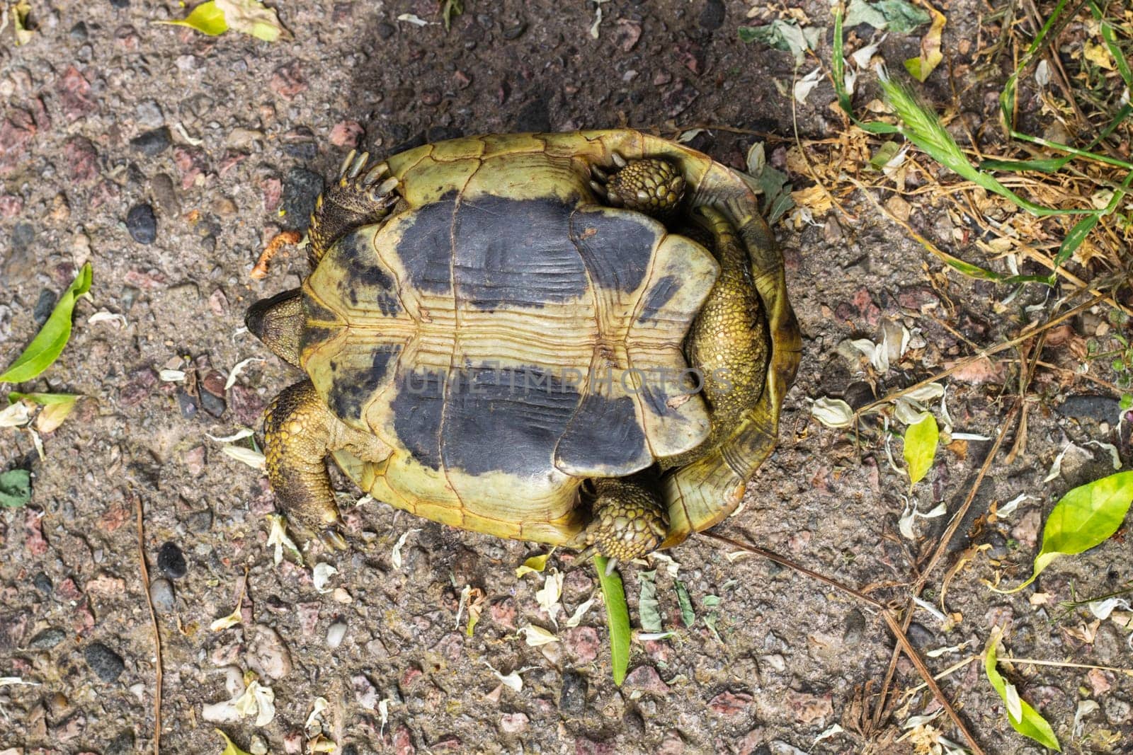 Upside down Tortoise Providing Compassionate Assistance to a Majestic Tortoise Stuck Upside Down in its Natural Habitat Wildlife Conservation Efforts in Action by DakotaBOldeman