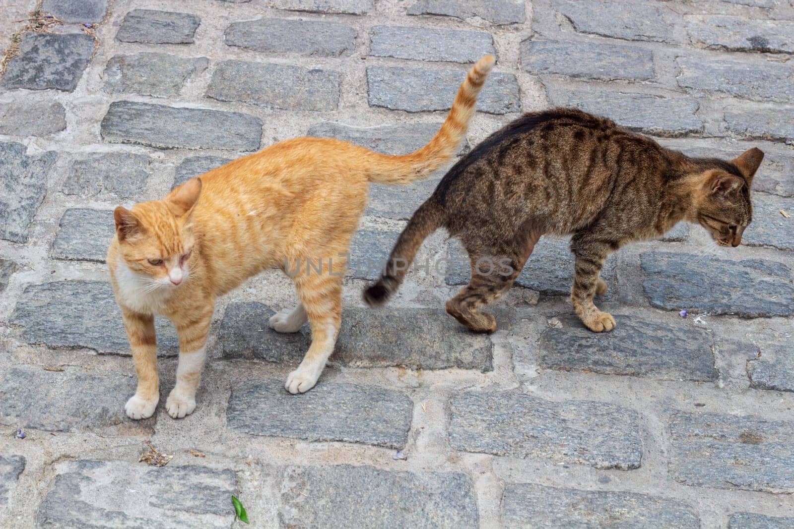 Meet the charming duo of urban street cats, one adorned in vibrant orange fur while the other sports a striking striped coat of gray and white, exemplifying the resilient spirit of city-dwelling felines