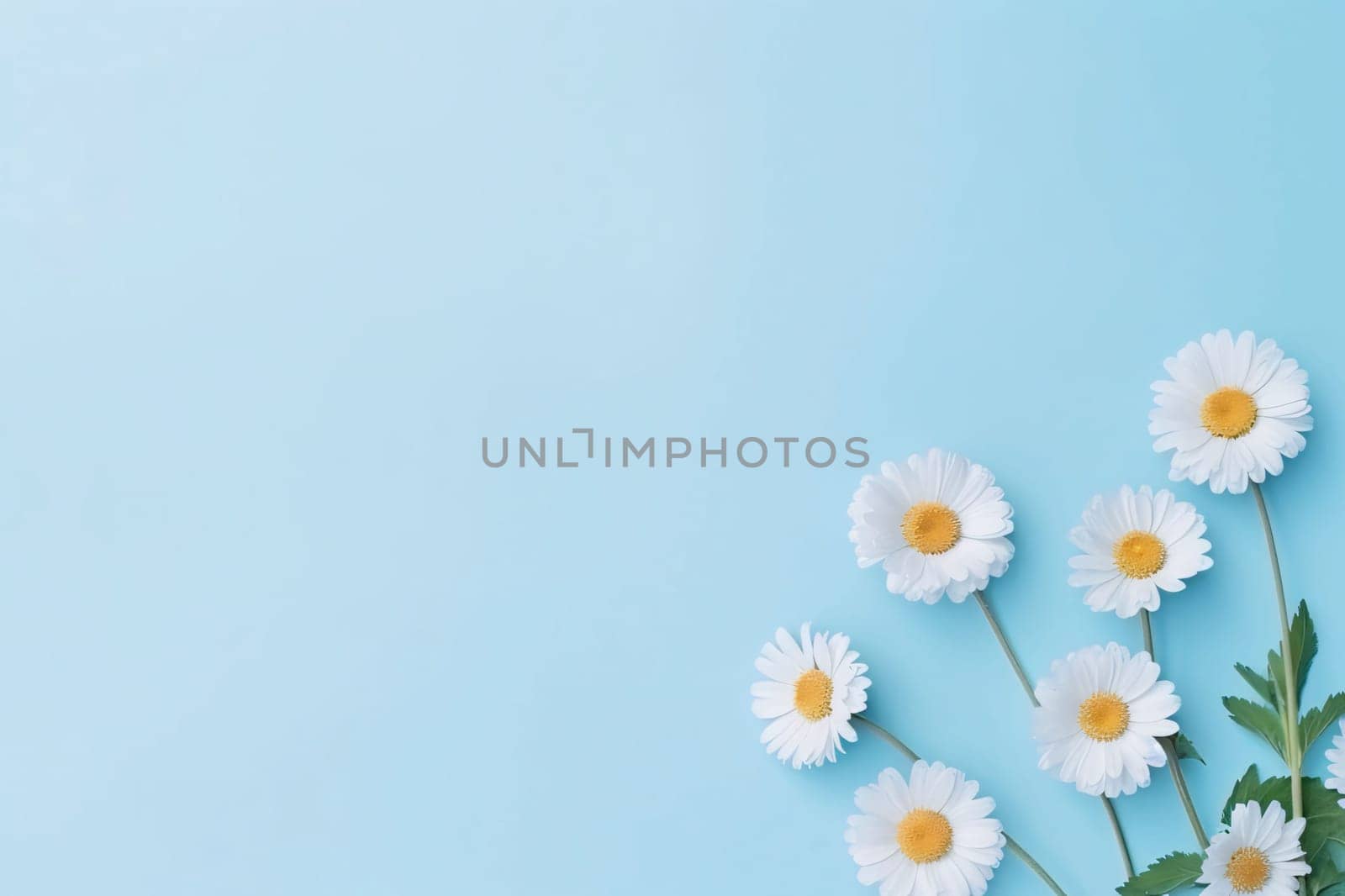 Banner: White daisies on blue background. Flat lay, top view, copy space