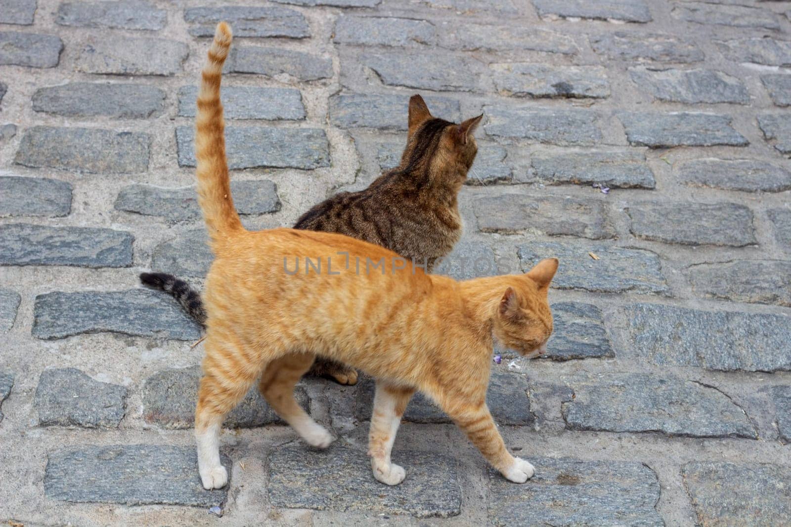 Meet the charming duo of urban street cats, one adorned in vibrant orange fur while the other sports a striking striped coat of gray and white, exemplifying the resilient spirit of city-dwelling felines