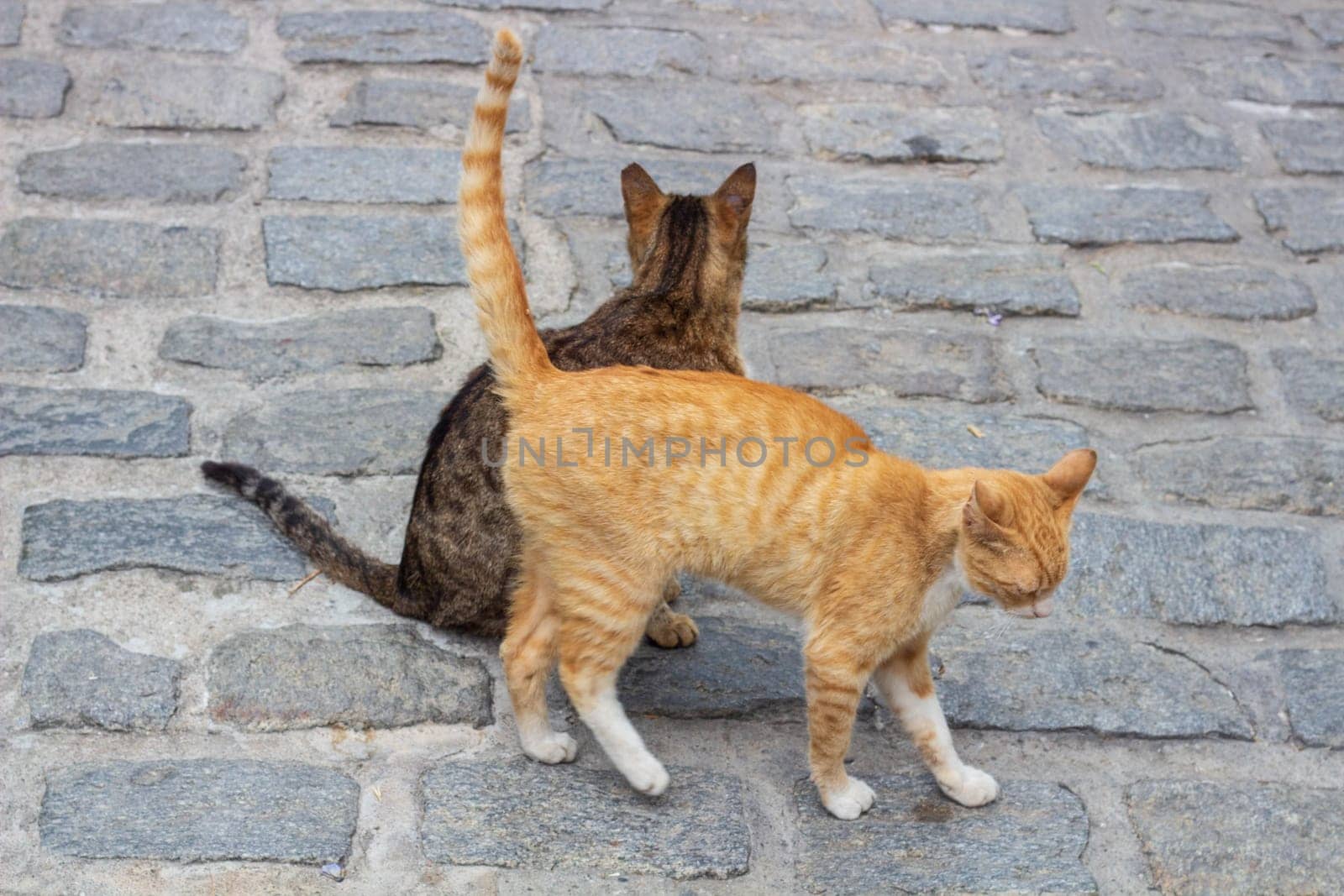 Meet the charming duo of urban street cats, one adorned in vibrant orange fur while the other sports a striking striped coat of gray and white, exemplifying the resilient spirit of city-dwelling felines