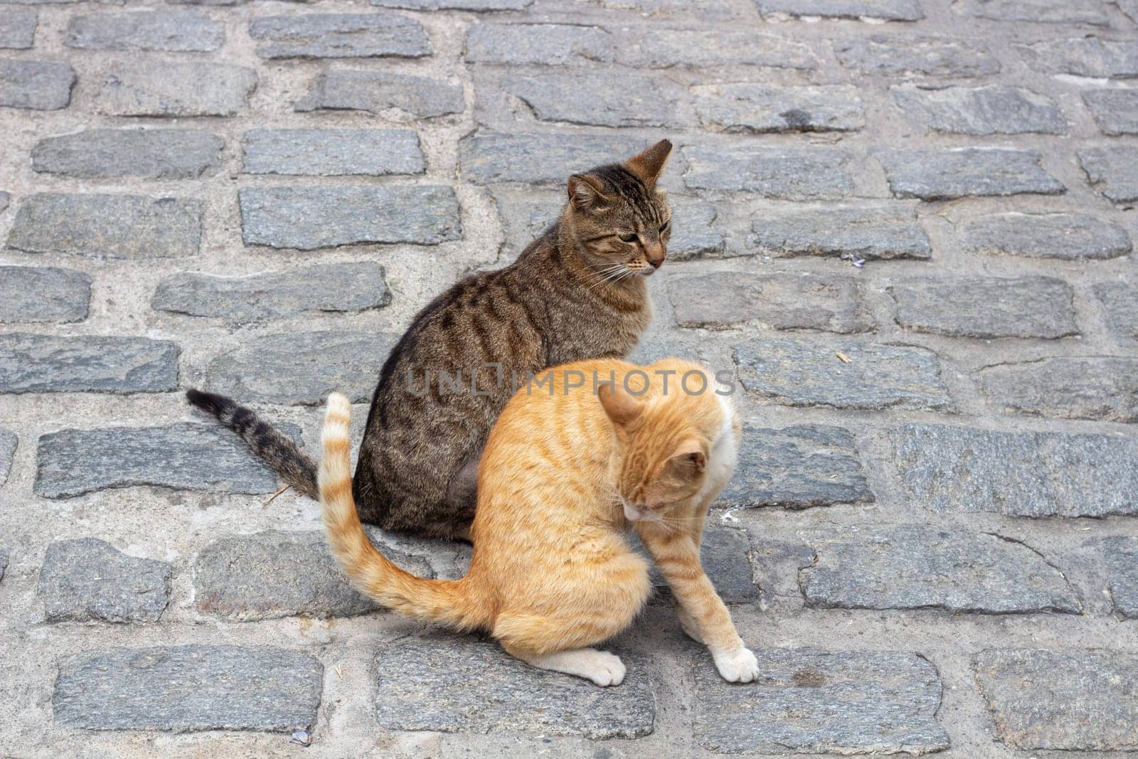 Meet the charming duo of urban street cats, one adorned in vibrant orange fur while the other sports a striking striped coat of gray and white, exemplifying the resilient spirit of city-dwelling felines