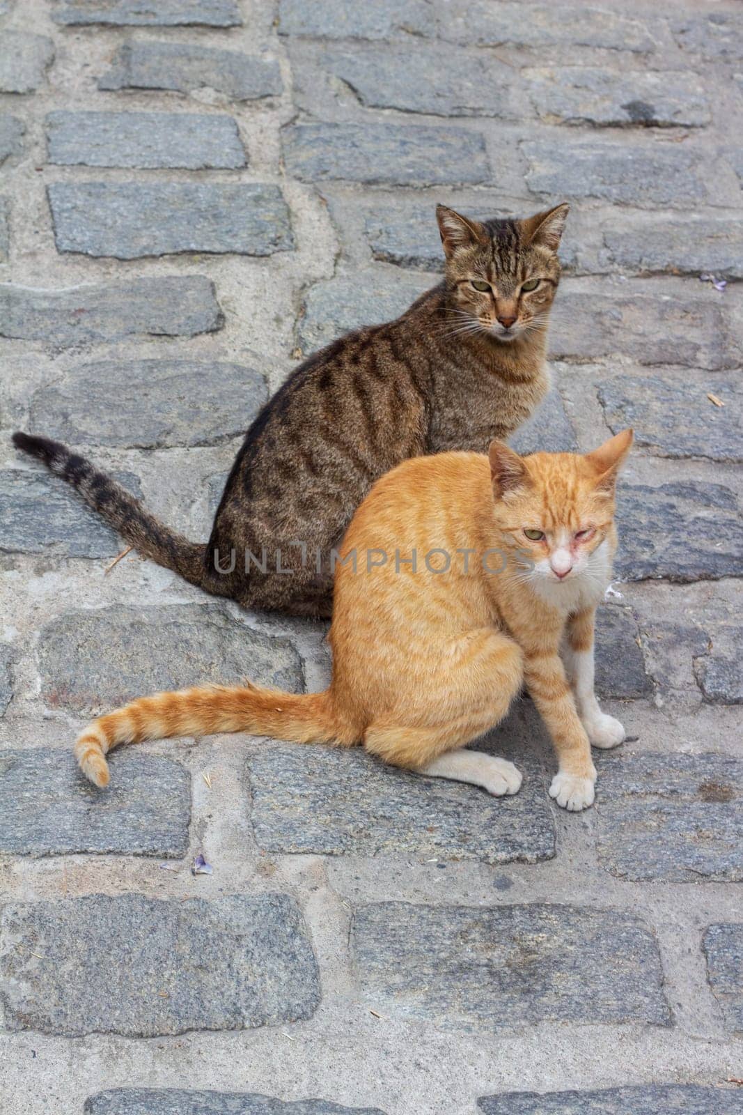 Urban Feline Duo Street Cats Orange and Striped Gray White by DakotaBOldeman