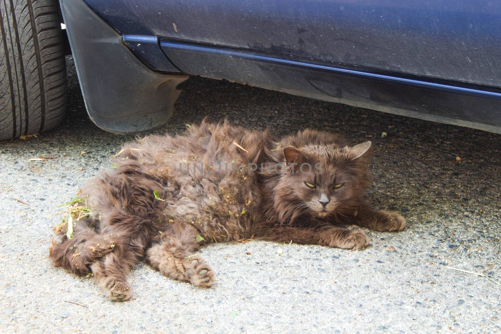 A curious cat, dusty and nestled beneath a car, adorned with remnants of plant treasures, embodies the spirit of feline exploration amidst urban and natural worlds
