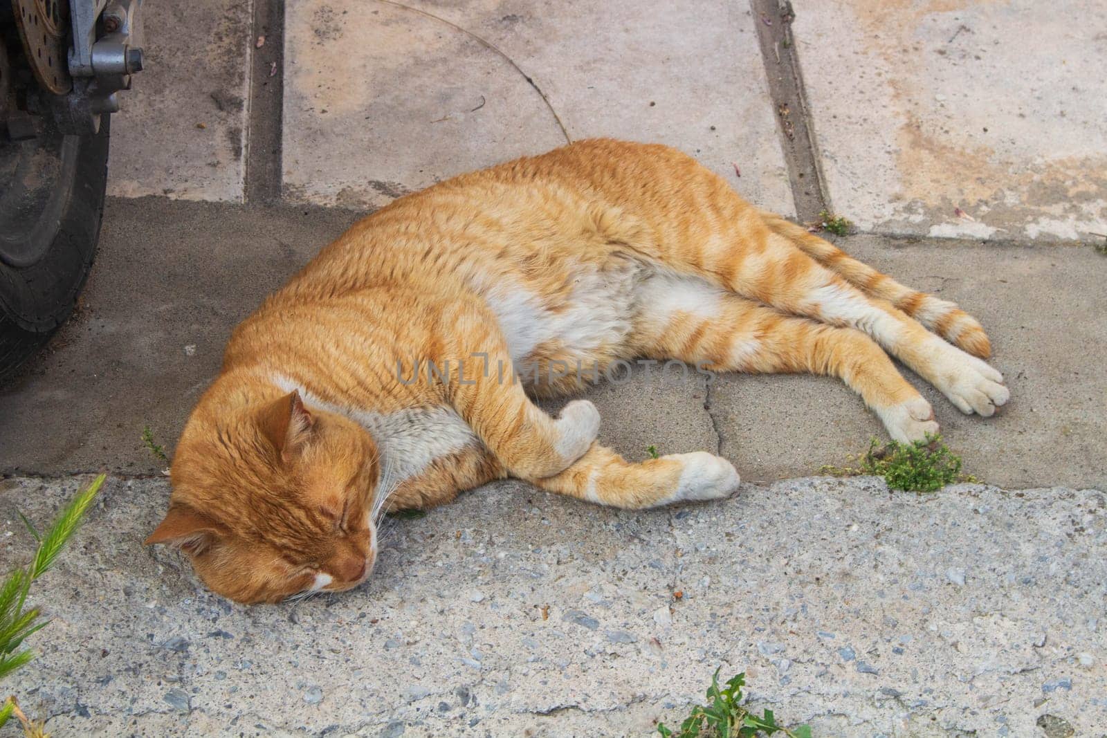 Experience the serene sight of street cats lounging and basking in urban tranquility, epitomizing the calm and contentment found amidst city streets