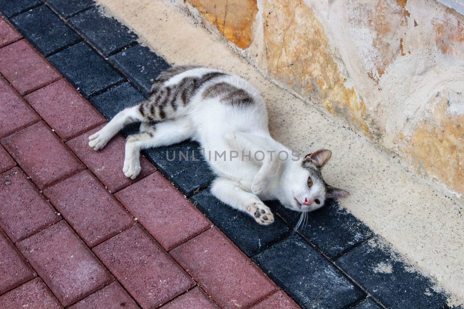 Relaxed Street Cats Urban Serenity by DakotaBOldeman