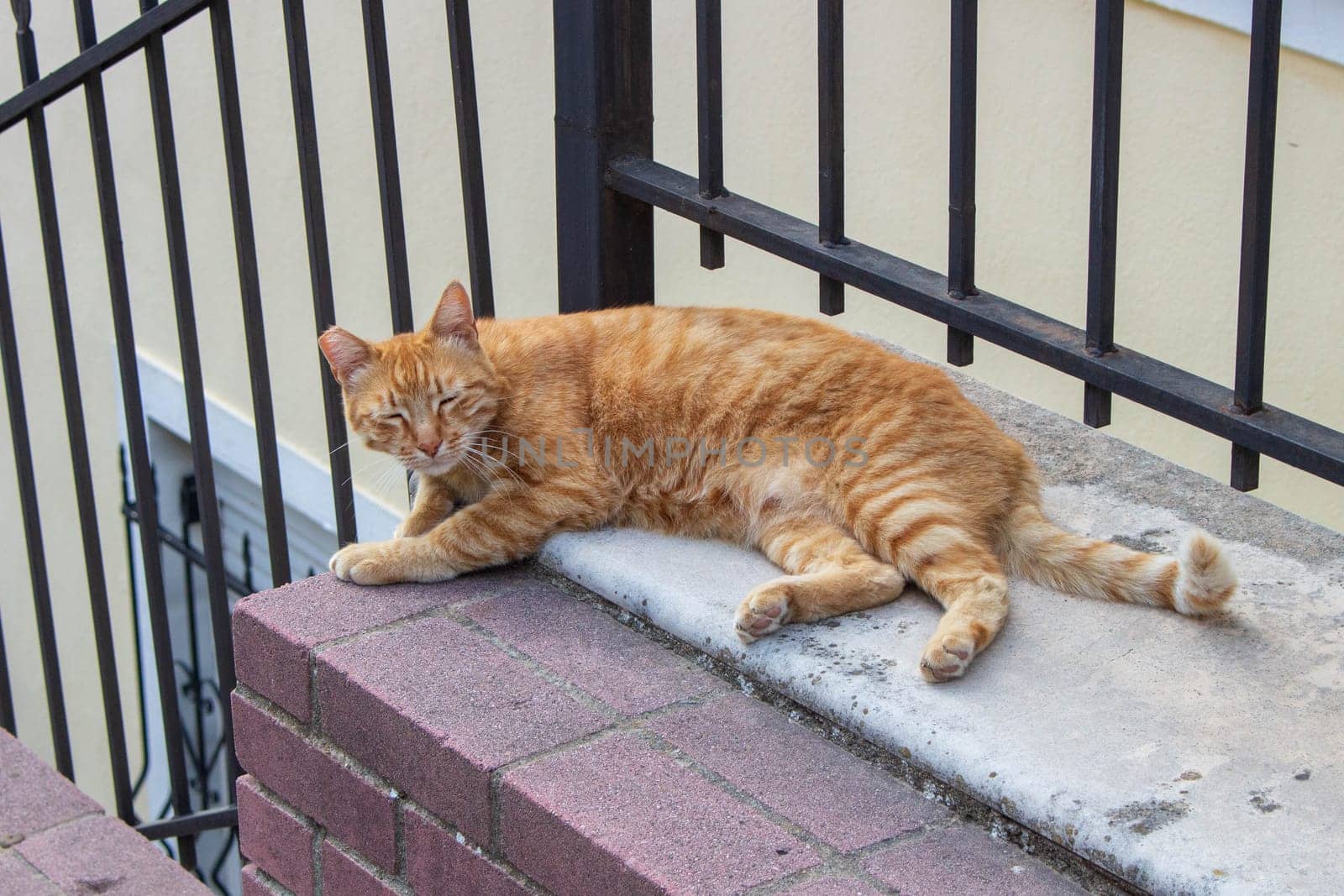 Experience the serene sight of street cats lounging and basking in urban tranquility, epitomizing the calm and contentment found amidst city streets