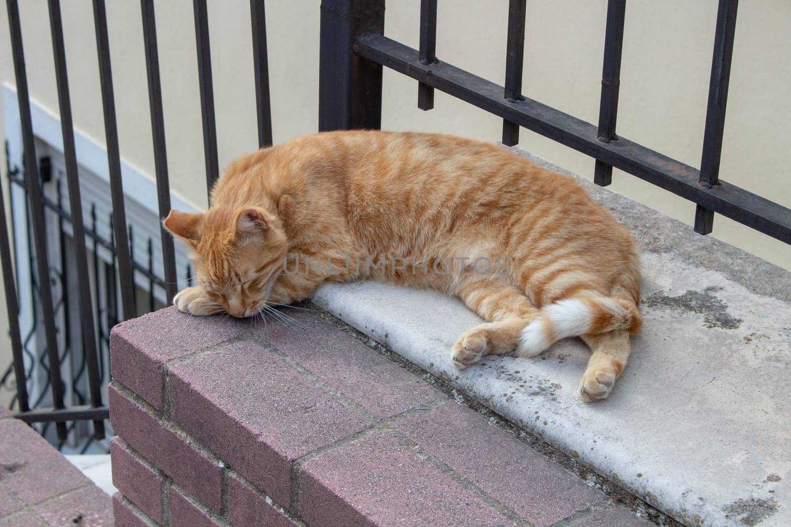 Experience the serene sight of street cats lounging and basking in urban tranquility, epitomizing the calm and contentment found amidst city streets