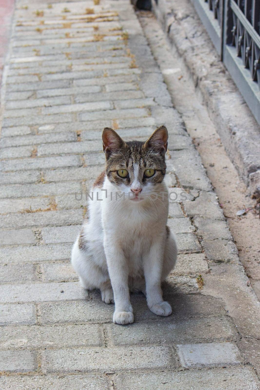 Street Cats Urban Wanderers Amidst Concrete Jungle by DakotaBOldeman