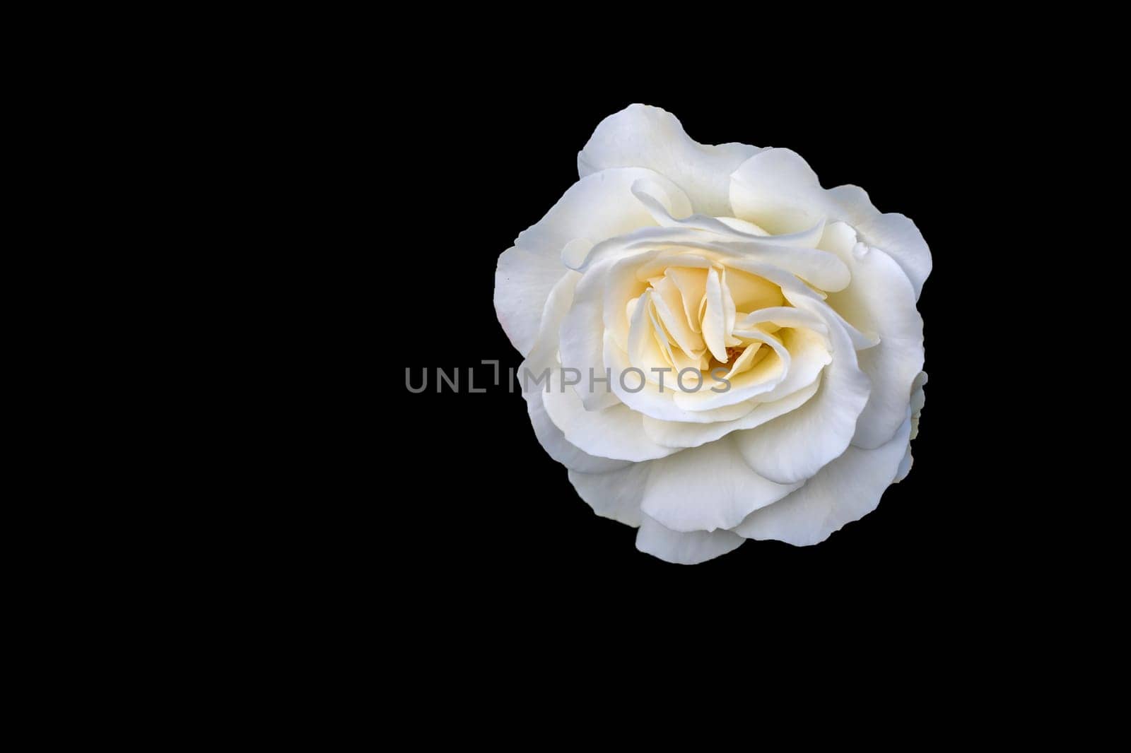 Beauty blooming white rose, isolated on black. by EdVal