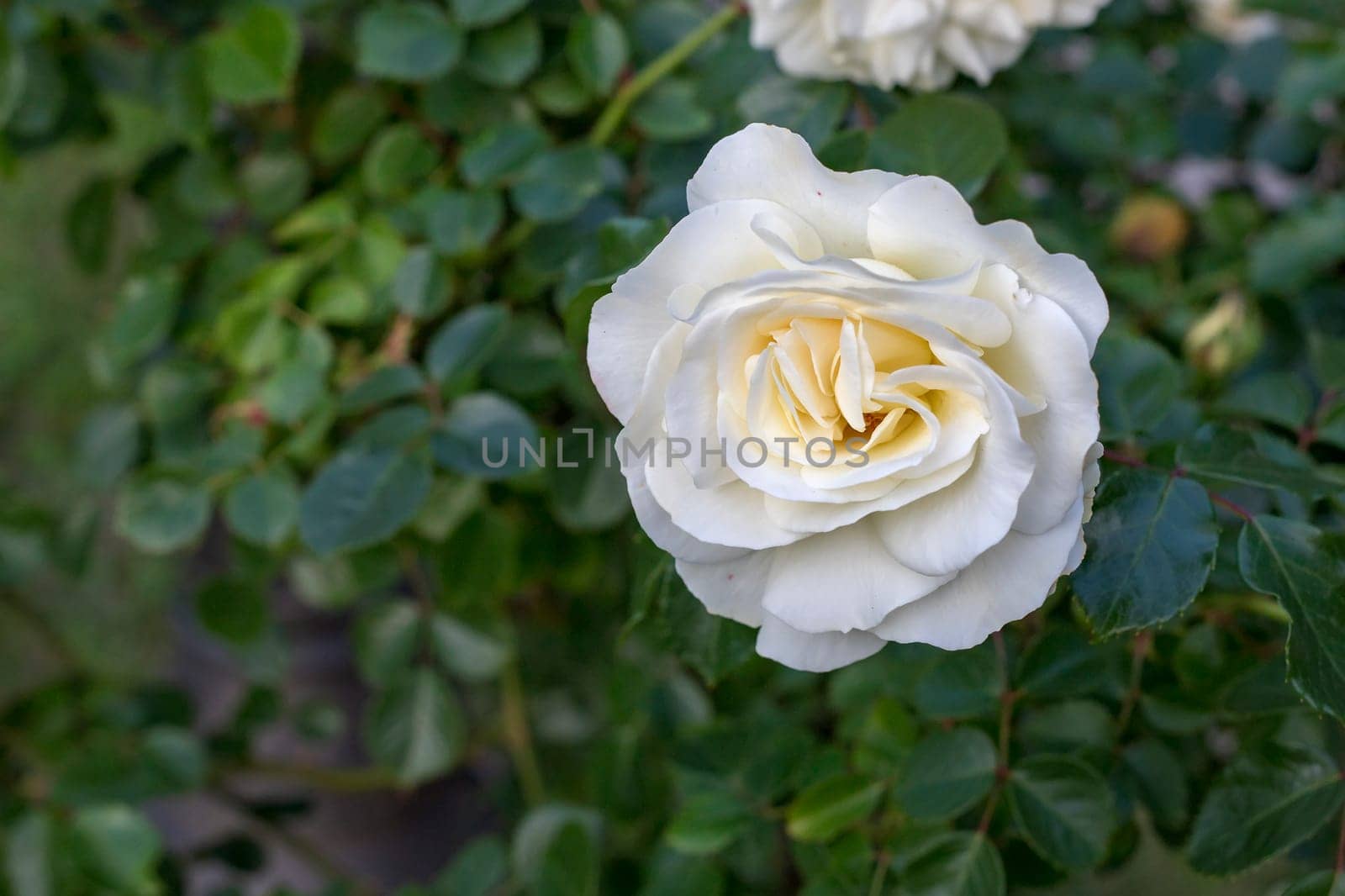 View from above of a beauty white rose with a blurred background.