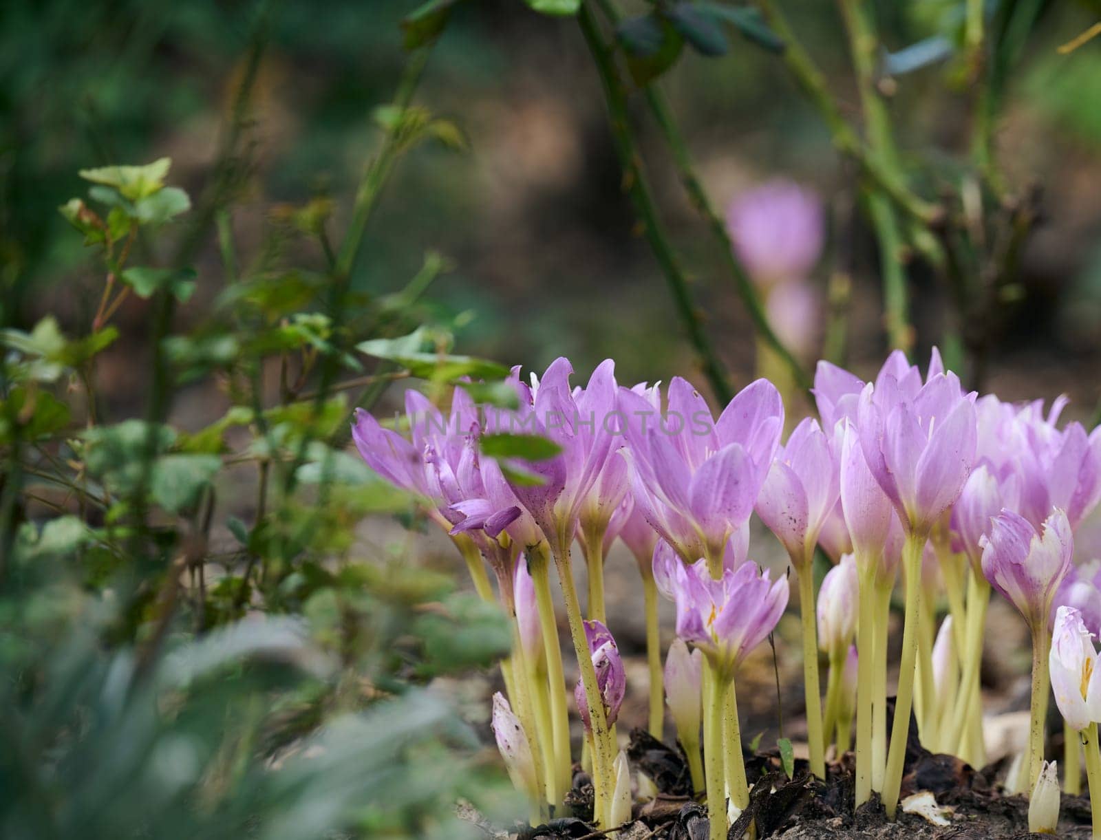 Blooming purple crocuses in the garden, close up  by ndanko