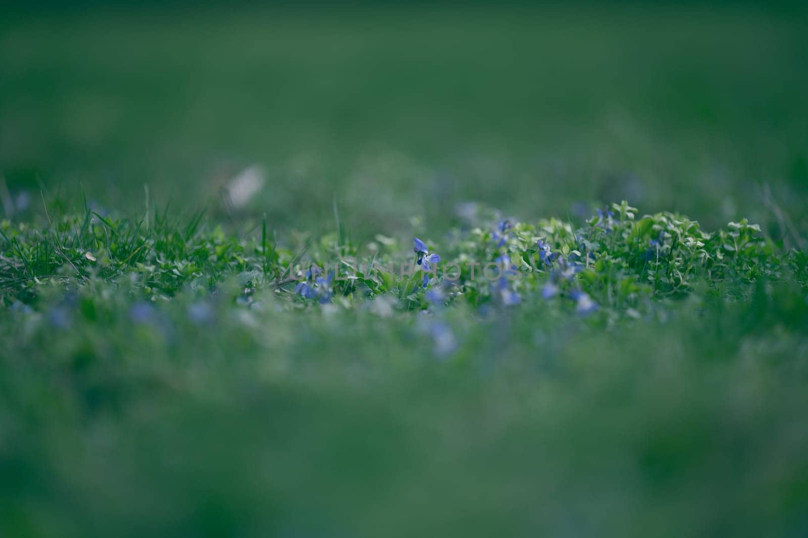 Lawn with green lush grass in the park on a spring day by ndanko