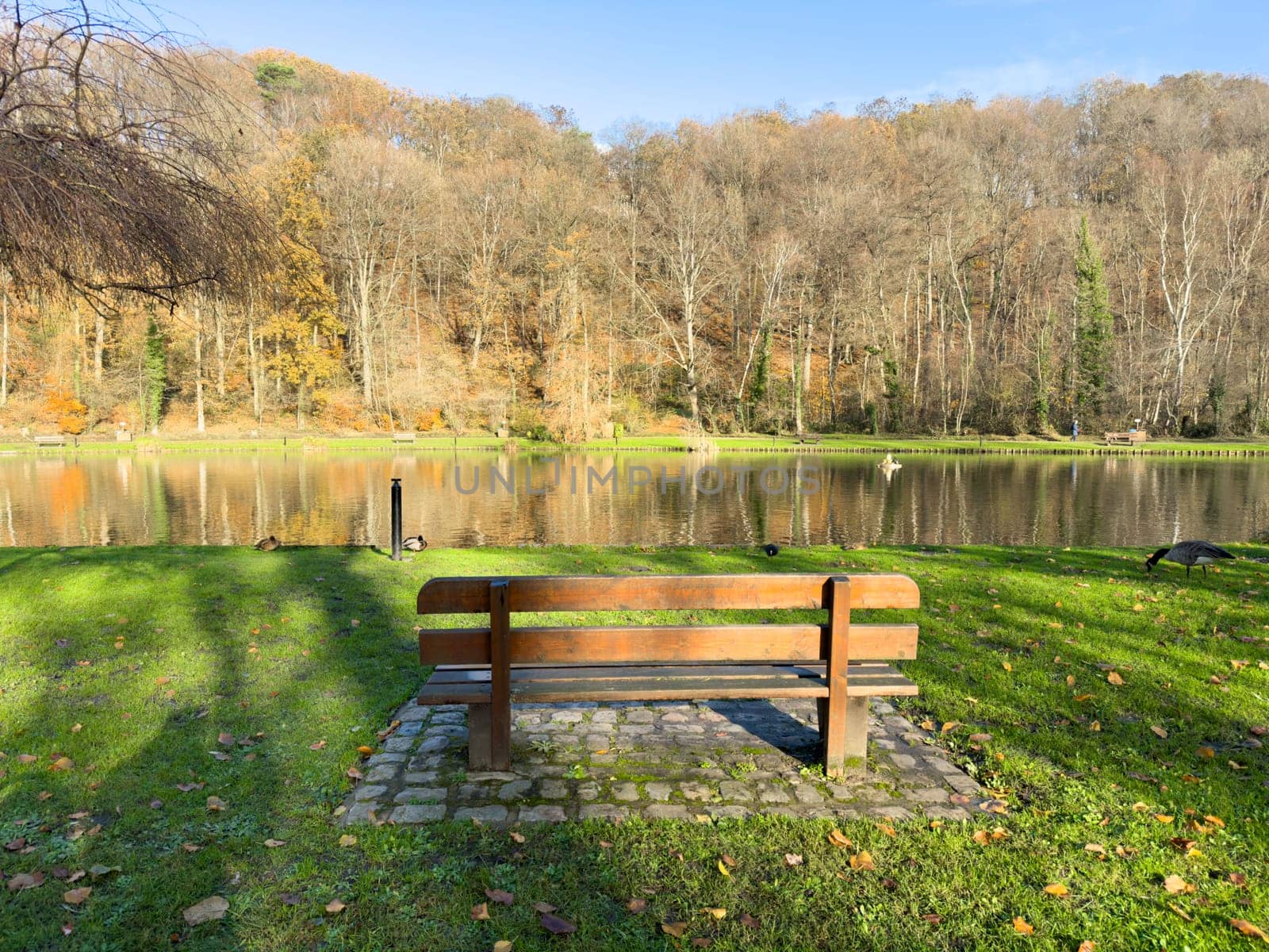 Wooden bench in front of a lake in landscape park by Bonandbon