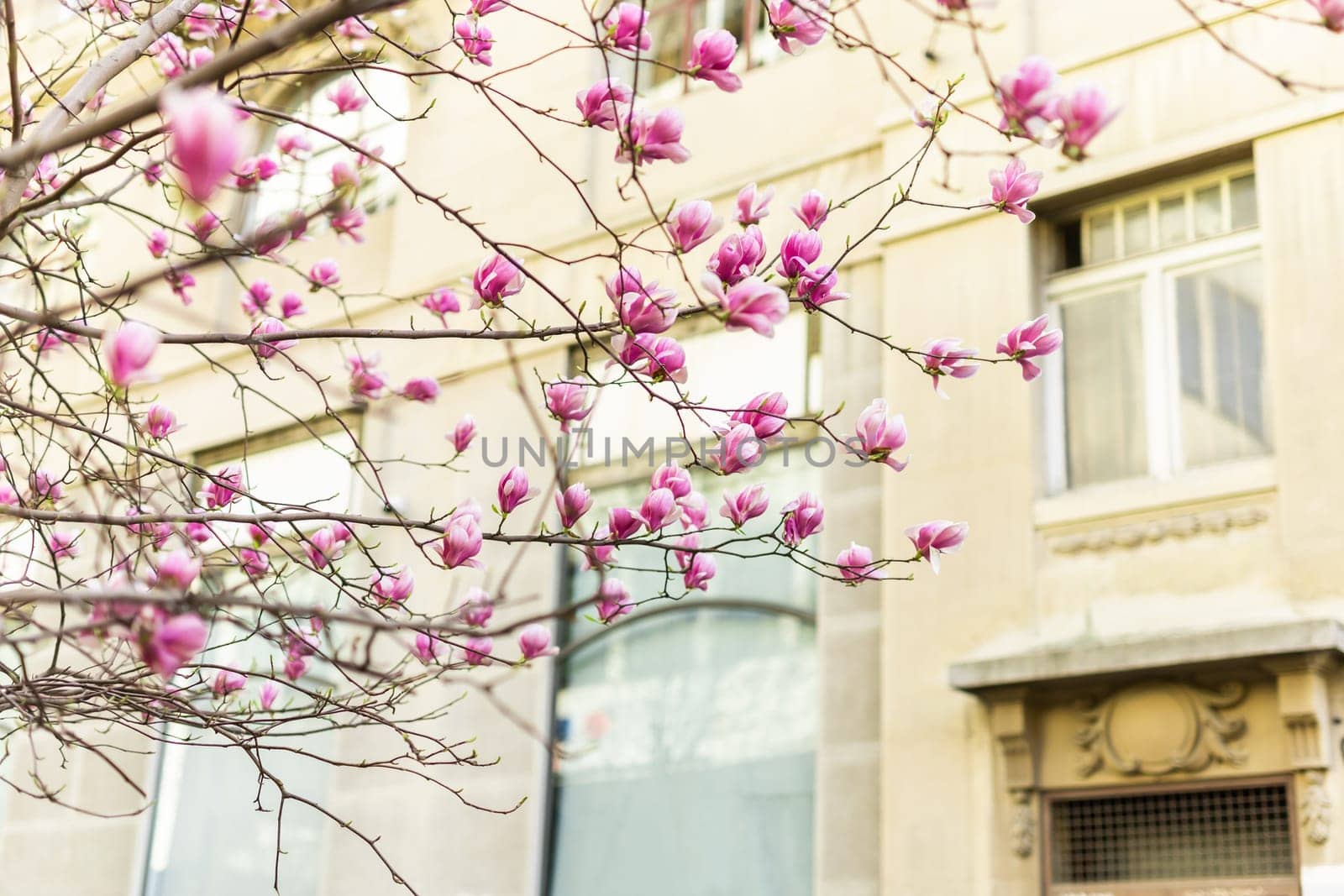 Blooming pink magnolias on the streets and in the courtyards of houses. Magnolia tree with pink flowers.