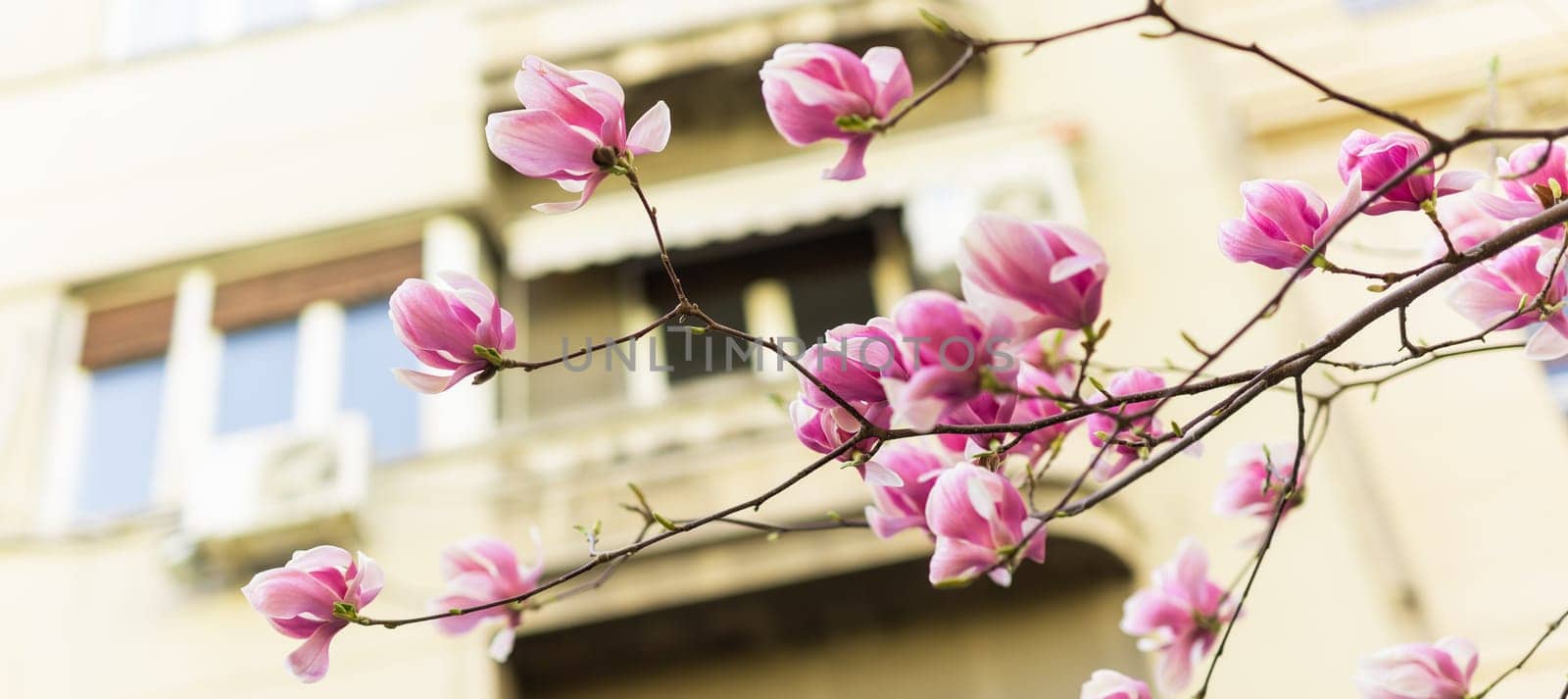 Banner blooming pink magnolias on the streets and in the courtyards of houses. Magnolia tree with pink flowers by Satura86