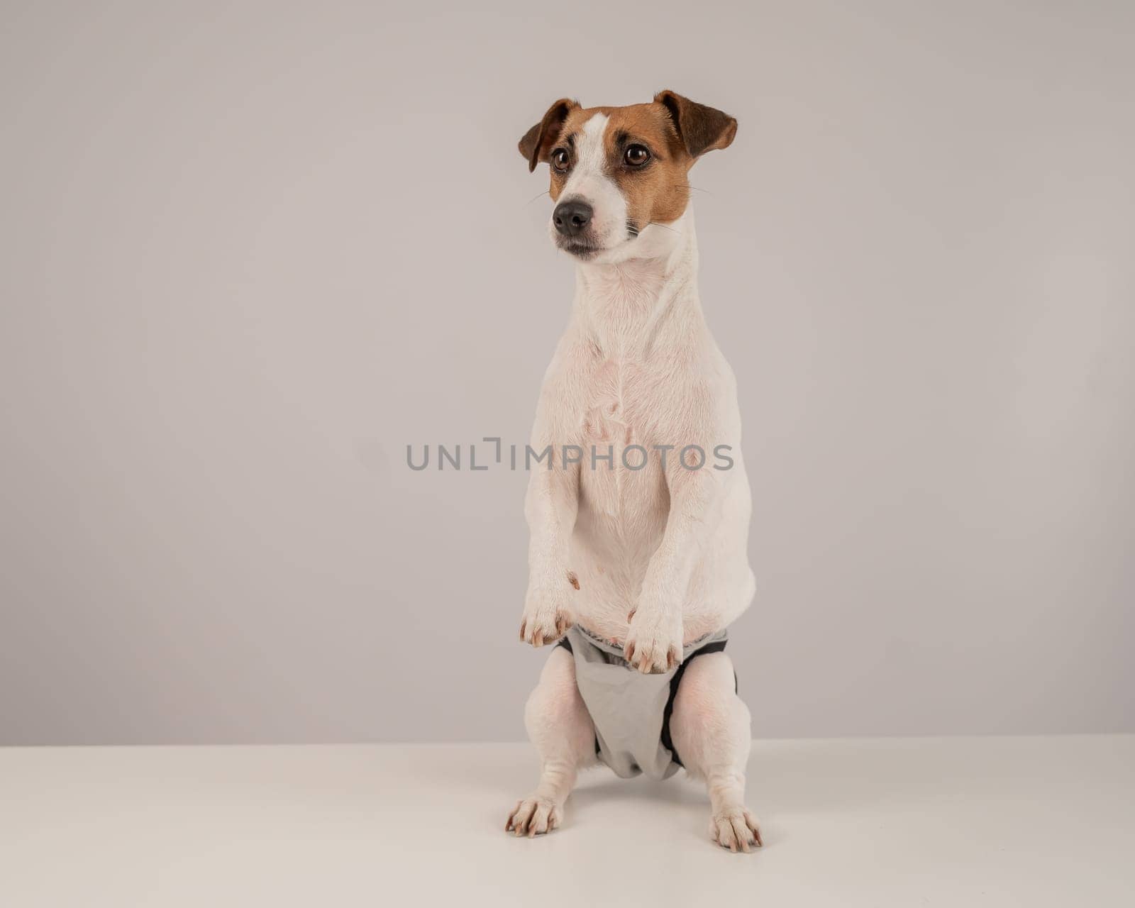 Cute Jack Russell Terrier dog wearing menstrual panties on a white background. Reusable diaper. by mrwed54