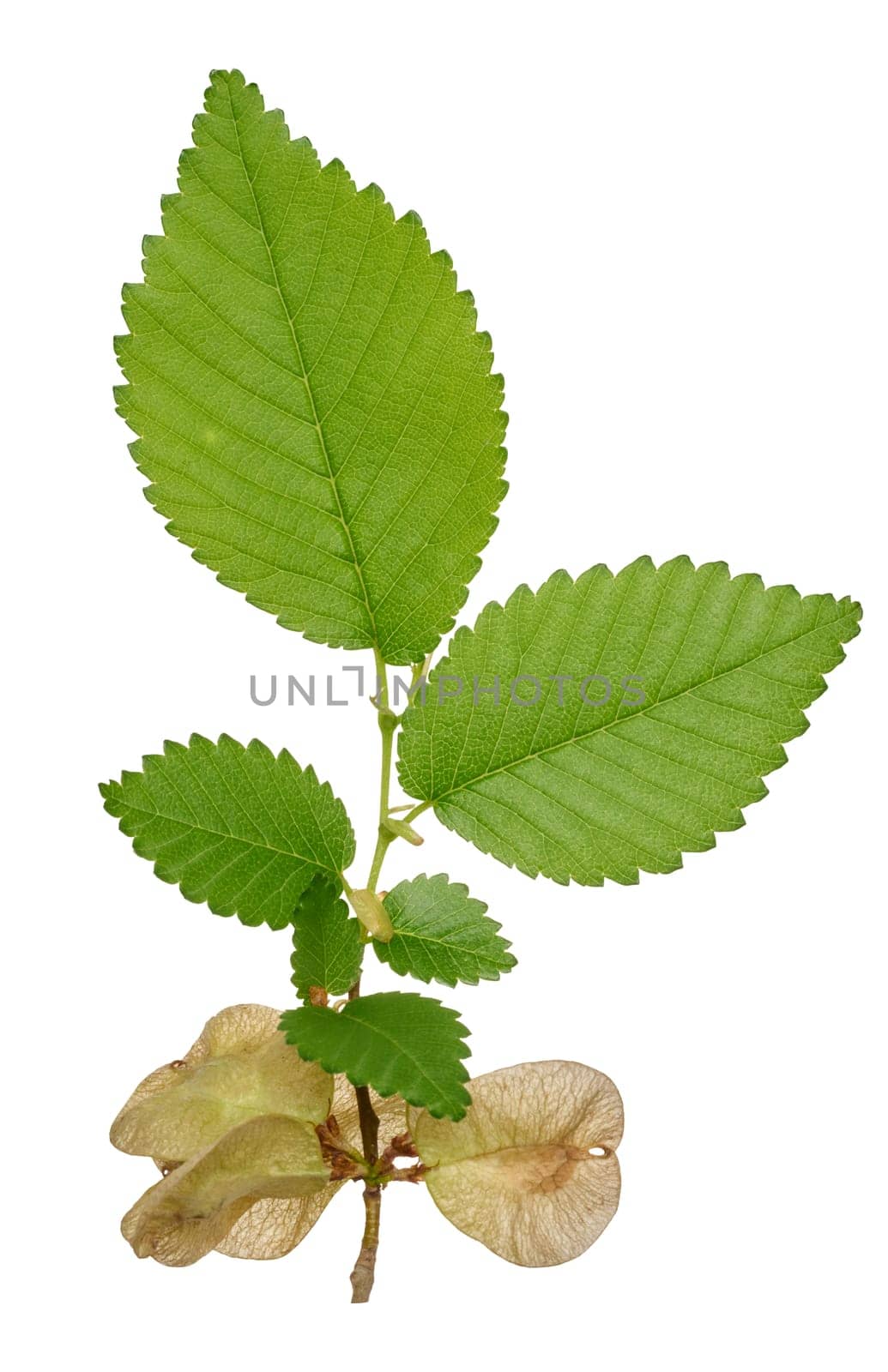 Branch with green leaves of Elm, or Ulmus, on isolated background, close up