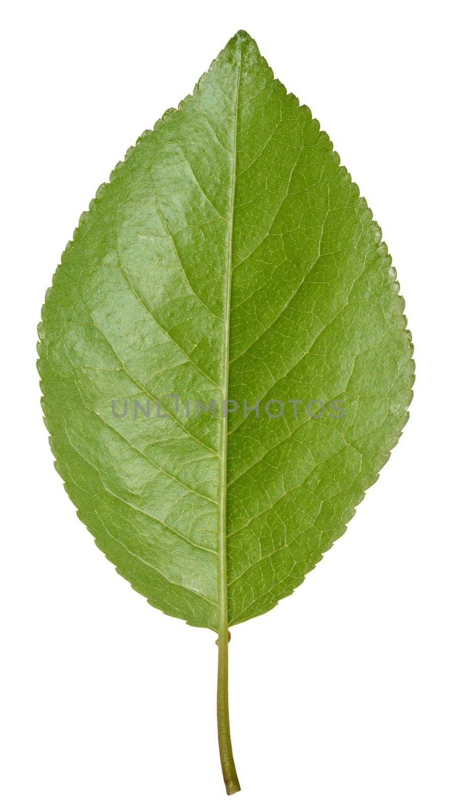 Green cherry leaf on white isolated background by ndanko
