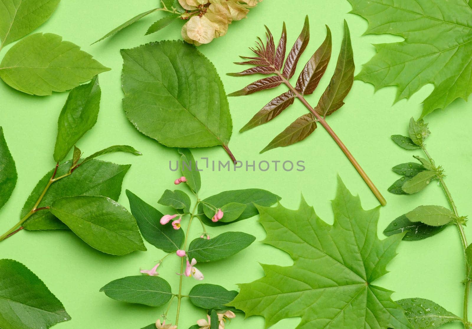 Twigs with green leaves on a green background by ndanko