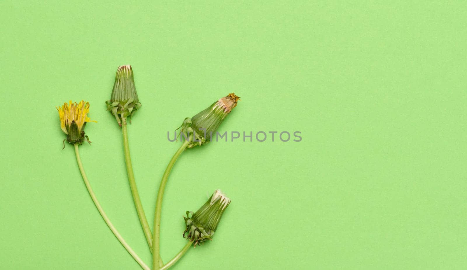 Wilted dandelion with stem on a green background, top view. Minimalistic composition