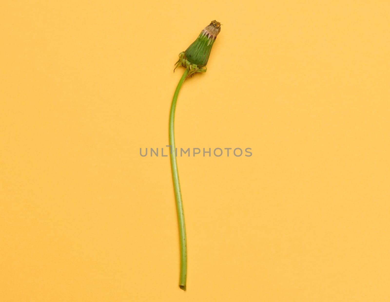 Wilted dandelion with stem on a yellow background, top view by ndanko