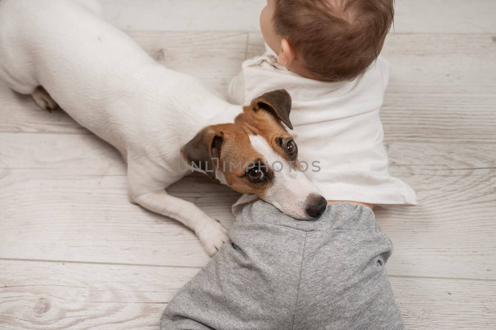 Cute baby boy and Jack Russell terrier dog lying in an embrace on a white background. by mrwed54