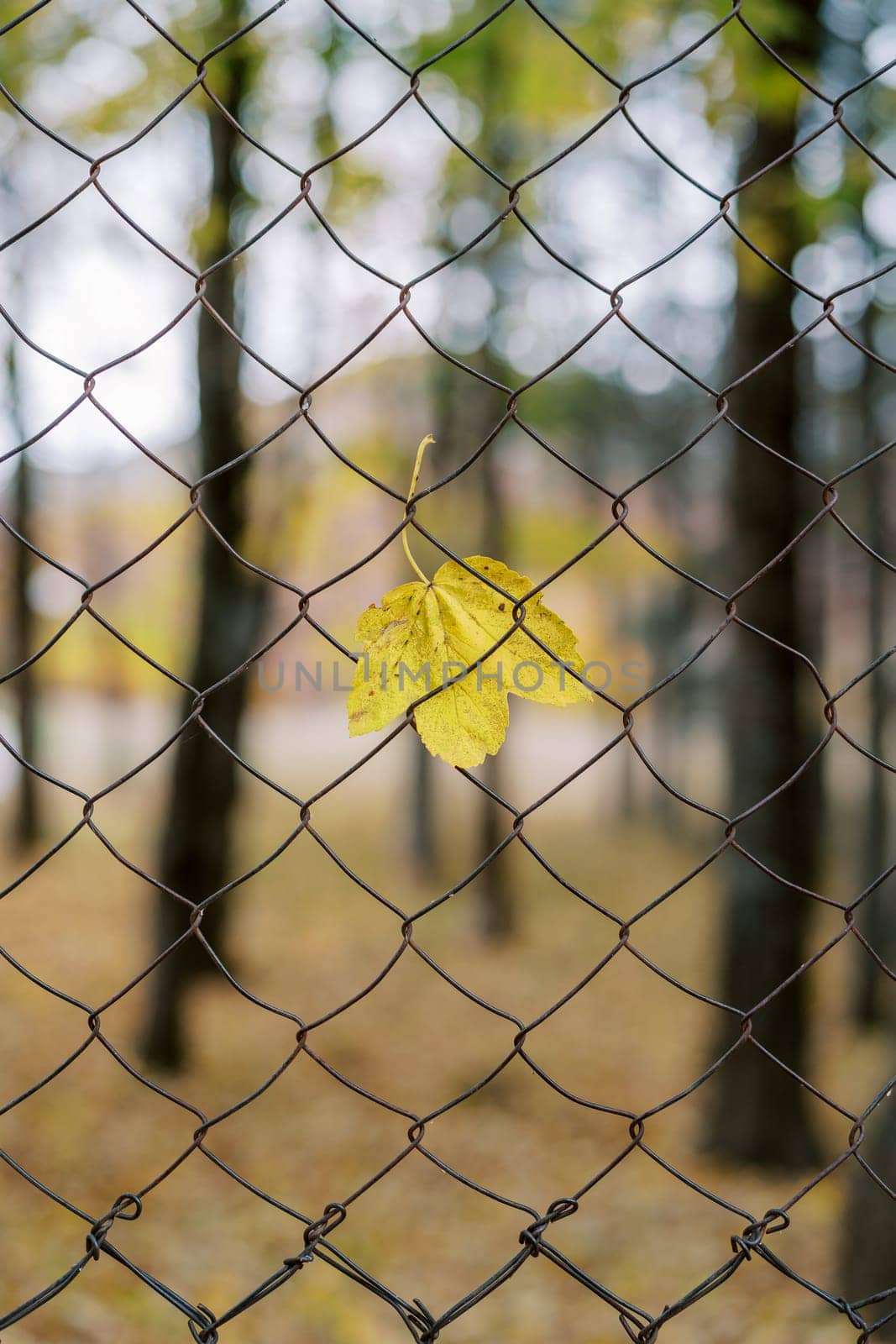 Yellow fallen sycamore leaf stuck in a mesh fence in an autumn park by Nadtochiy