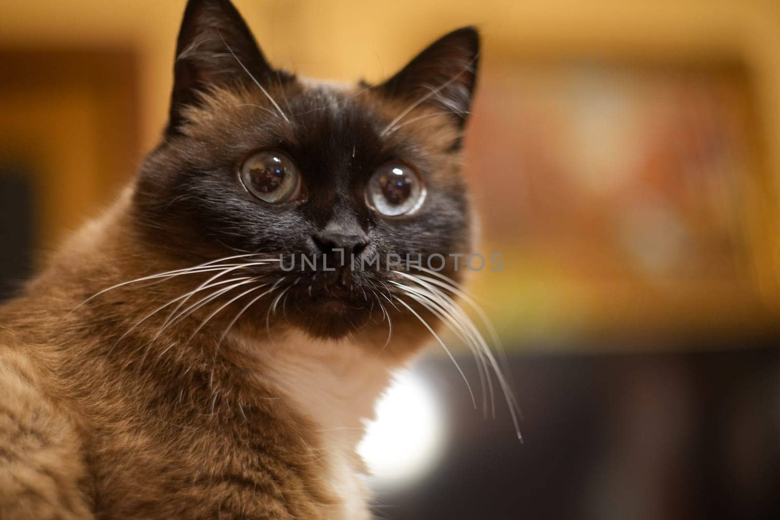 Photo of a Cat by NeuroSky