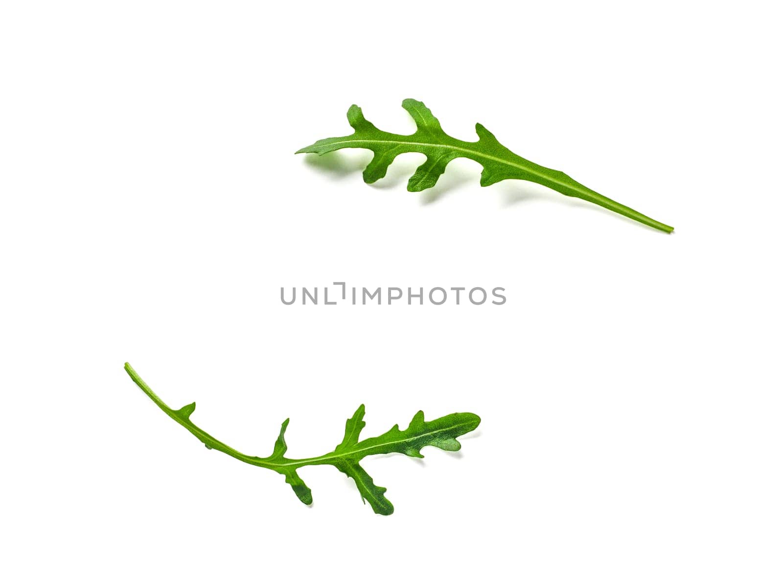 Creative layout made with arugula leaves. Two arugula or rucola leaves with copy space for design or text in center. Isolated on white with clipping path. Top view or flat lay.