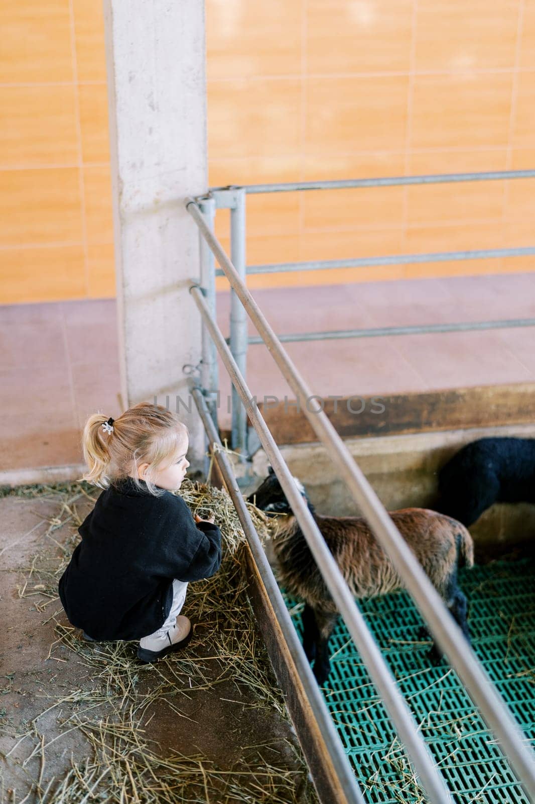 Little girl squats down and feeds hay to a lamb through a fence in a pen. Back view. High quality photo