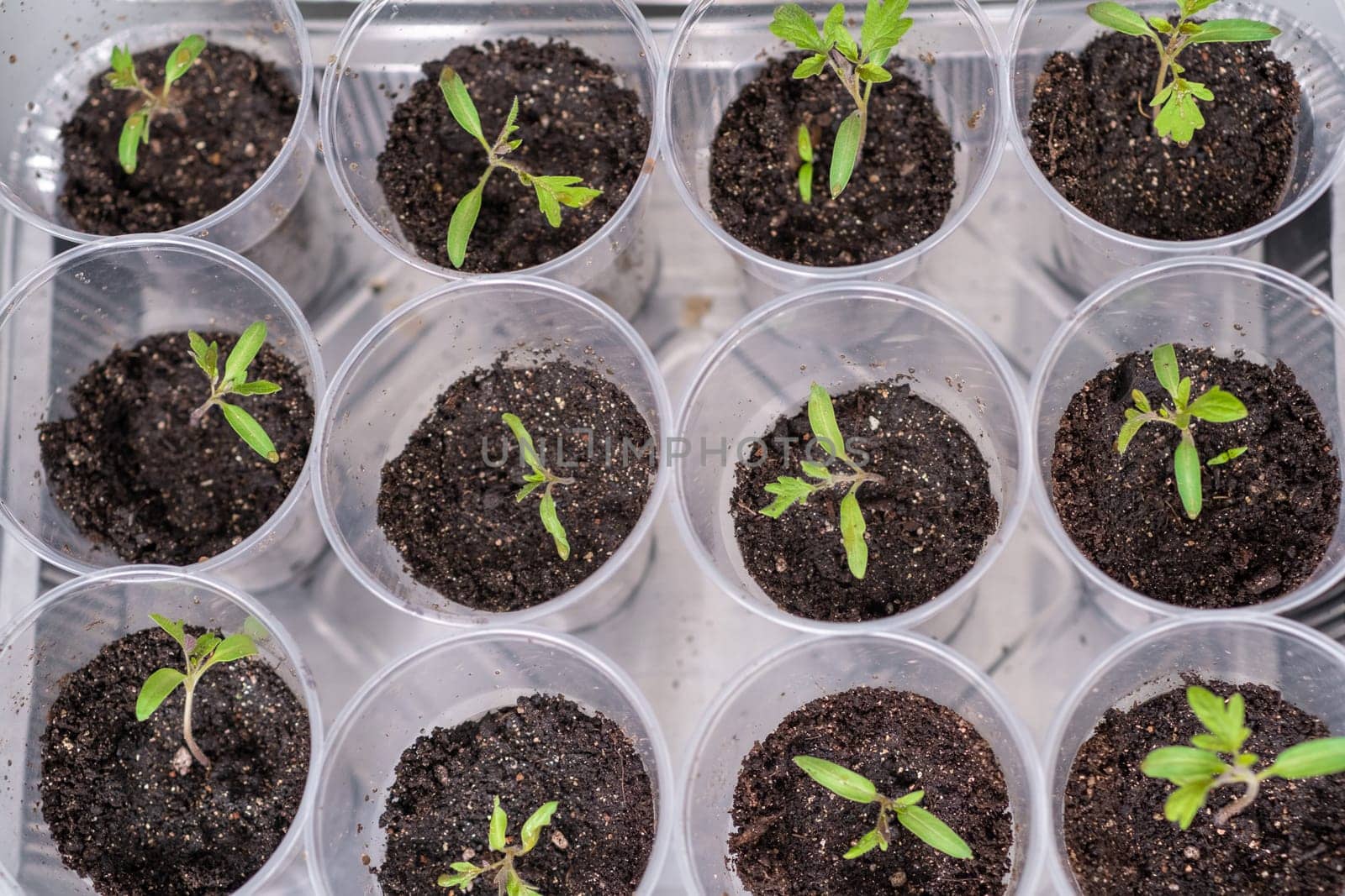 Group of tomato seedlings in plastic glasses on windows sill. Close-up of seedlings of green small thin leaves of a tomato plant in a container growing indoors in the soil in spring.