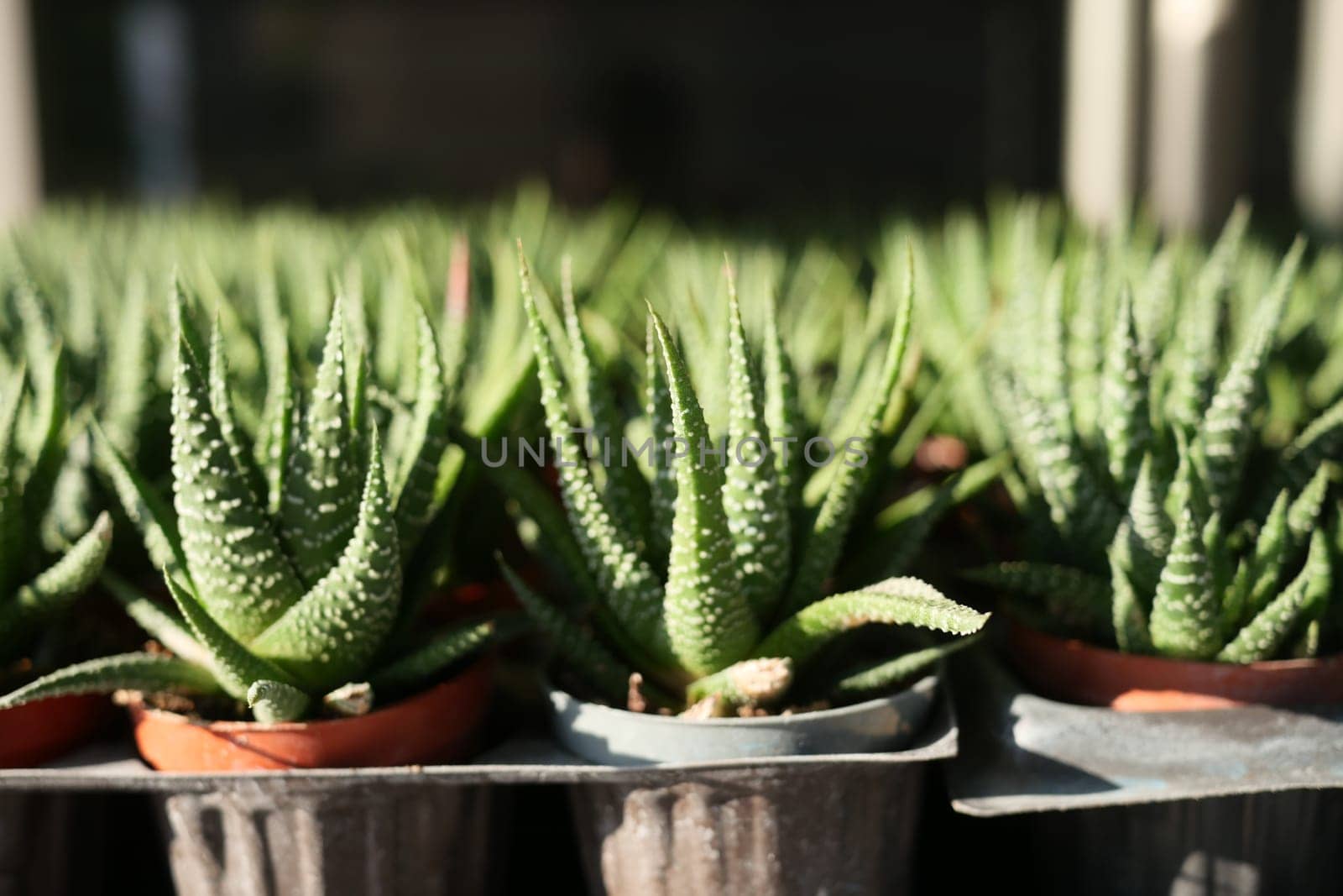 Close-up of many cactus in the pots at the market .