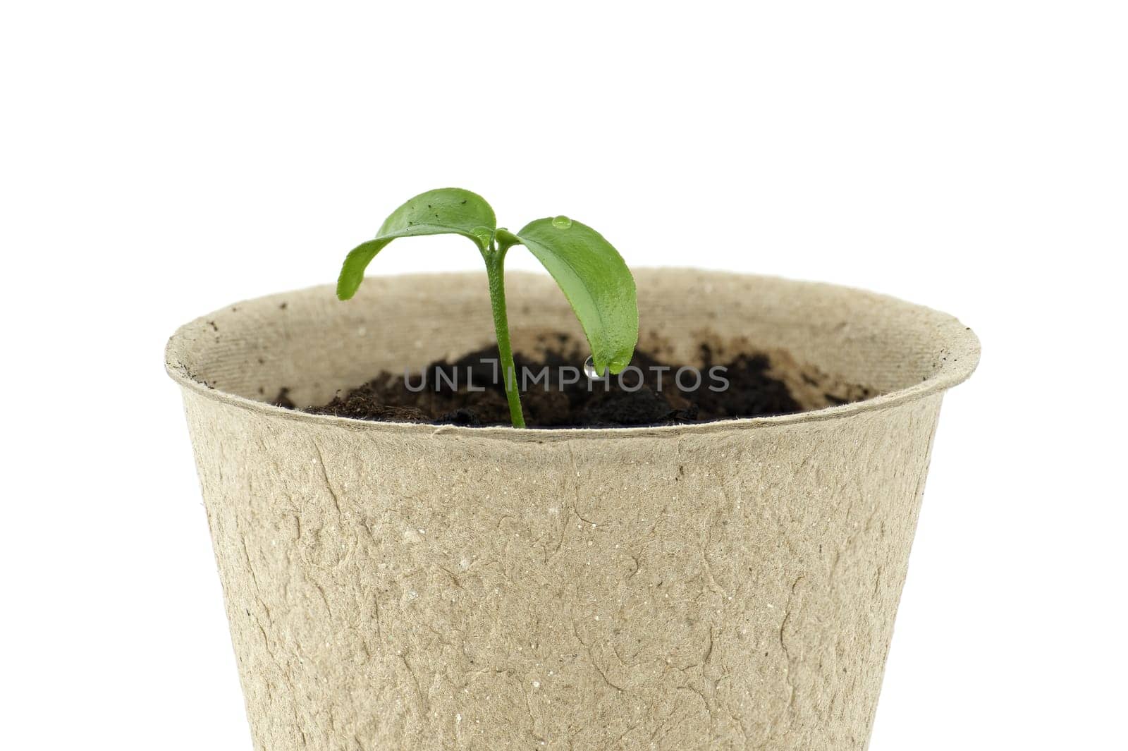 From biodegradable pot set on white, green seedling is emerging by NetPix