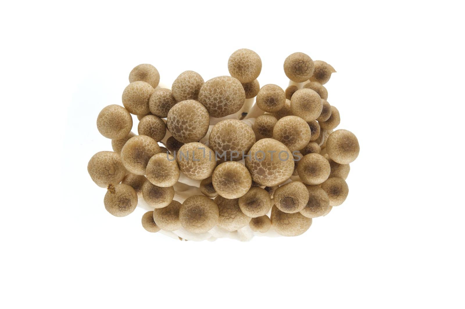 Beech mushrooms (Hypsizygus tessellatus) isolated on white by NetPix
