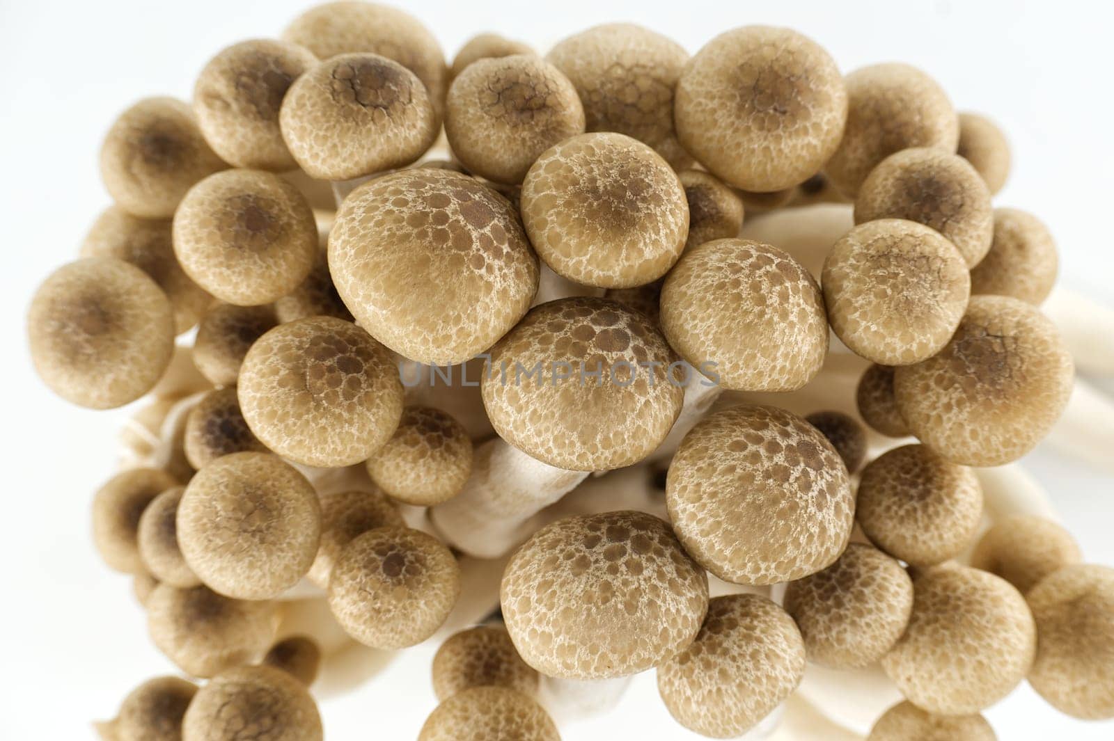 Beech mushrooms (Hypsizygus tessellatus) isolated on white by NetPix