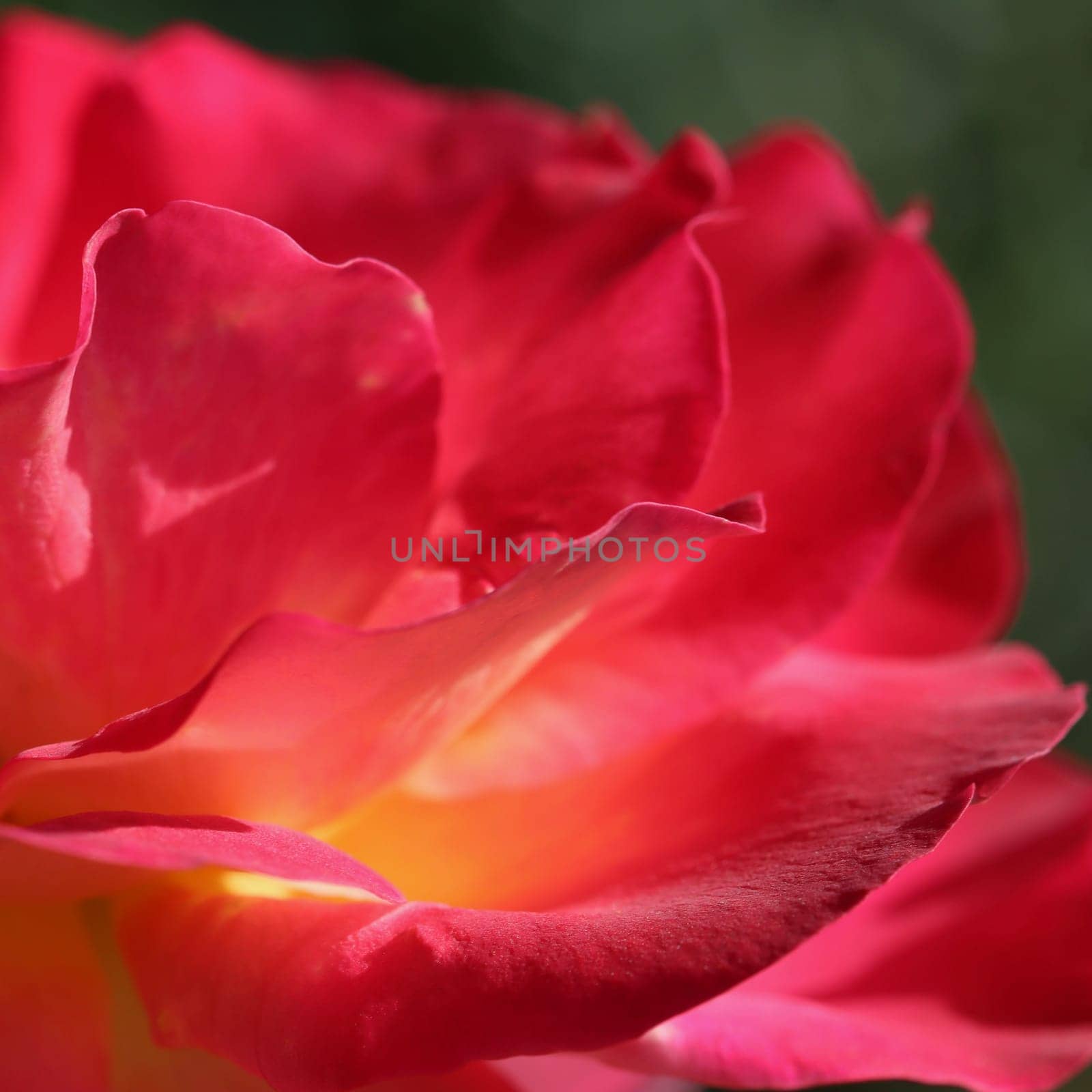 Pink yellow rose flower. Macro flowers background for holiday design by Olayola