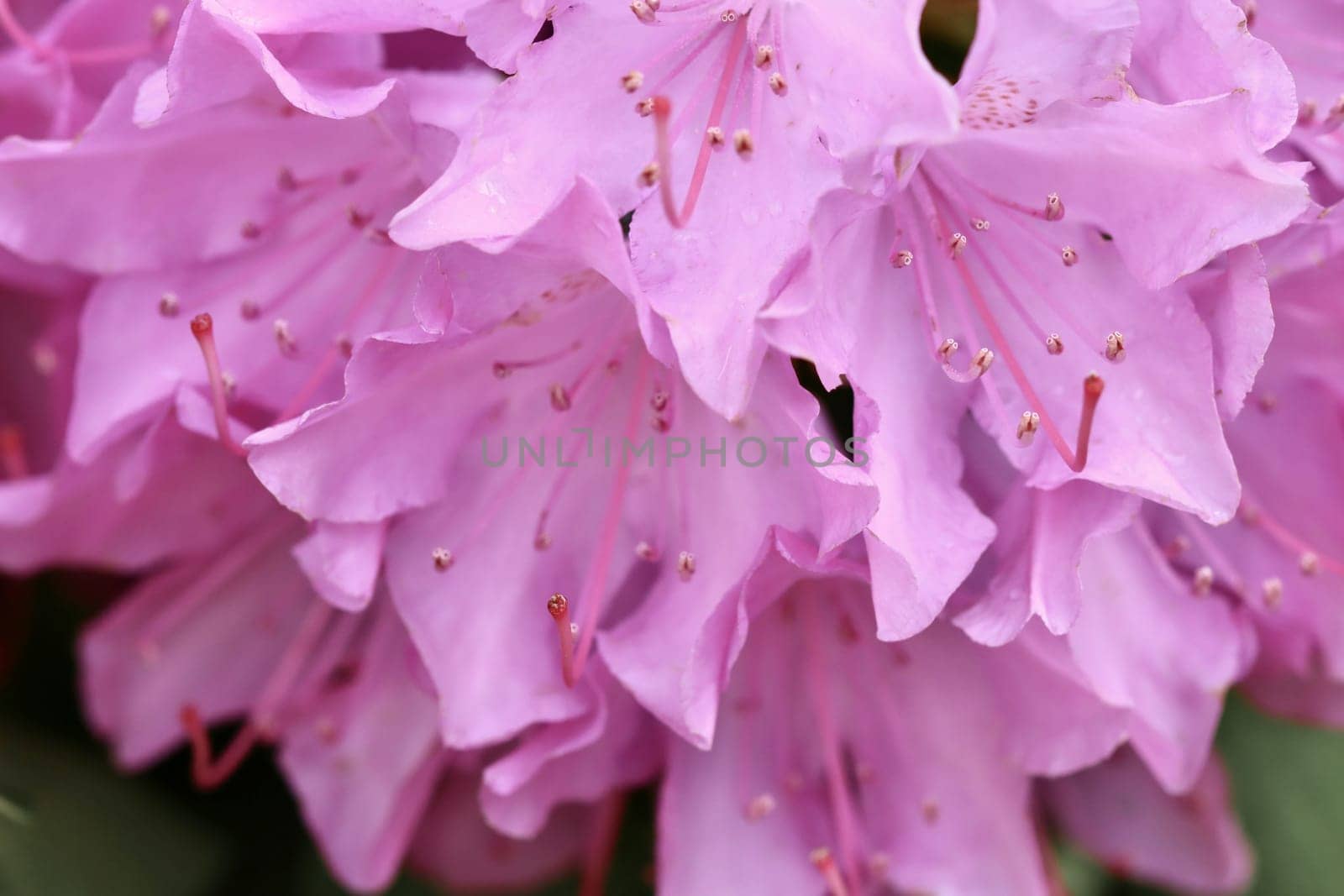 Pink Rhododendron flower petals. Floral background by Olayola