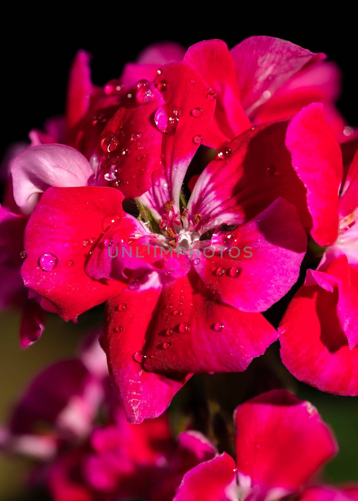 Beautiful blooming red kalanchoe flowers isolated on a black background. Flower heads close-up.