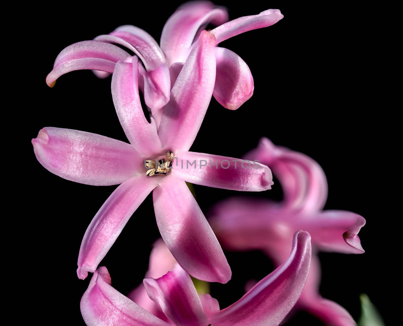 Beautiful blooming pink Hyacinth flower on a black background. Flower head close-up.