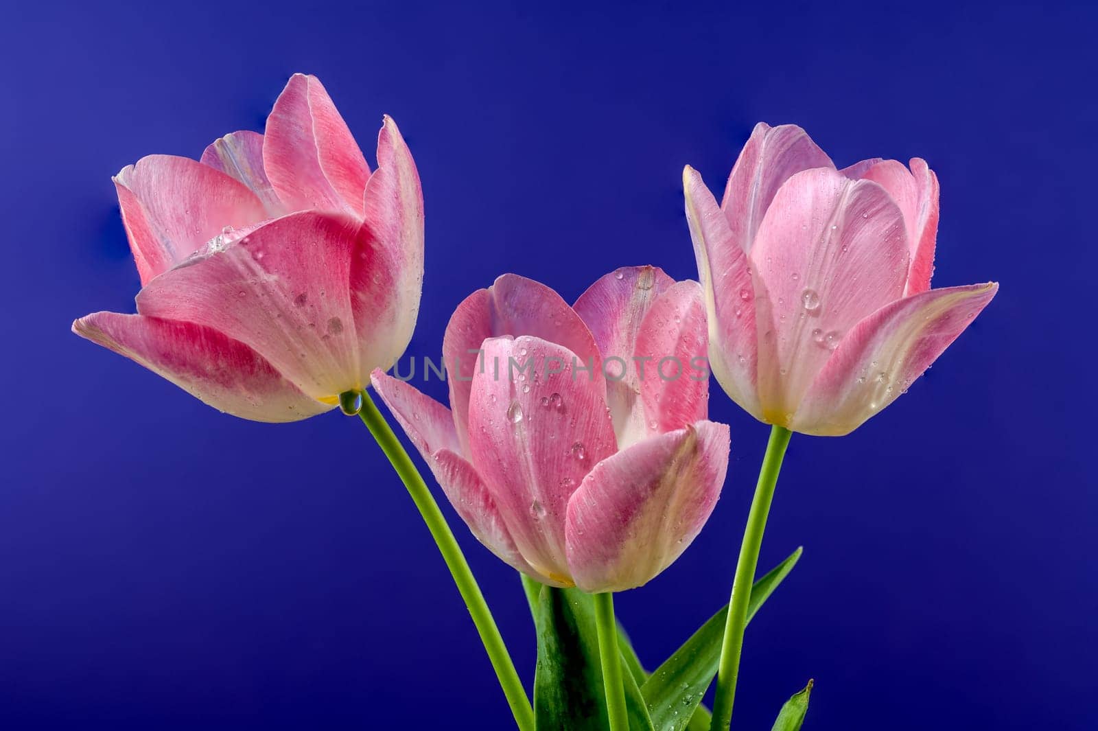 Pink tulips flowers on a blue background by Multipedia