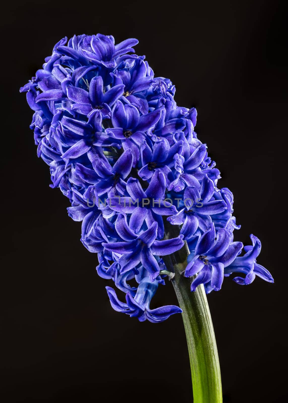 Beautiful blooming Purple Hyacinth flower on a black background. Flower head close-up.